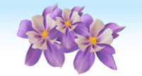 purple flowers